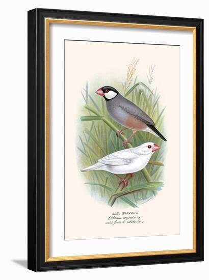 Java Sparrow-F.w. Frohawk-Framed Art Print