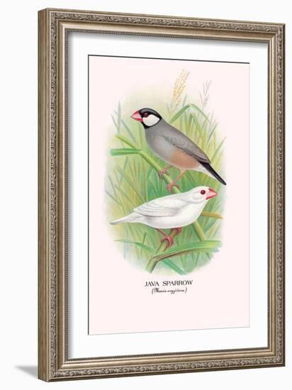 Java Sparrow-Arthur G. Butler-Framed Art Print