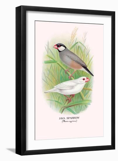 Java Sparrow-Arthur G. Butler-Framed Art Print