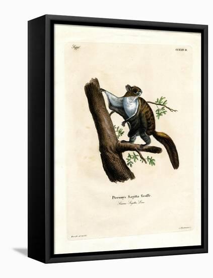 Javan Flying Squirrel-null-Framed Premier Image Canvas