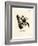 Javan Flying Squirrel-null-Framed Giclee Print