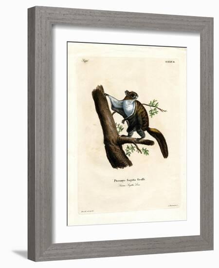 Javan Flying Squirrel-null-Framed Giclee Print