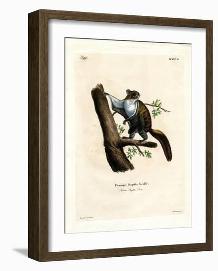 Javan Flying Squirrel-null-Framed Giclee Print