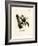 Javan Flying Squirrel-null-Framed Giclee Print