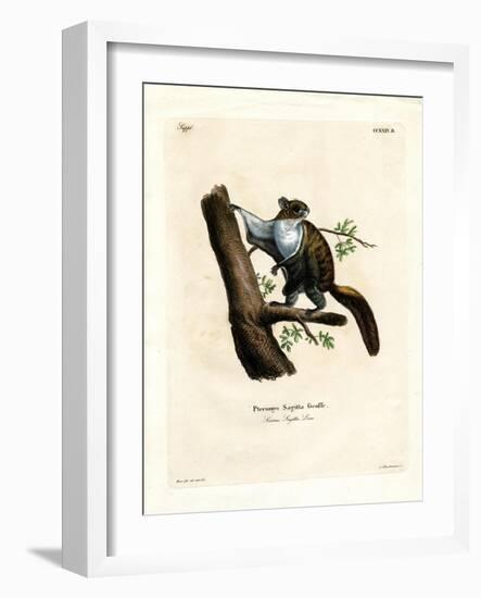 Javan Flying Squirrel-null-Framed Giclee Print