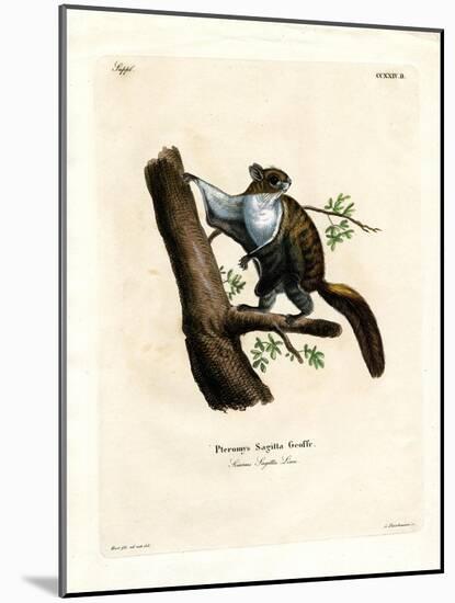 Javan Flying Squirrel-null-Mounted Giclee Print
