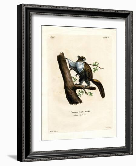 Javan Flying Squirrel-null-Framed Giclee Print