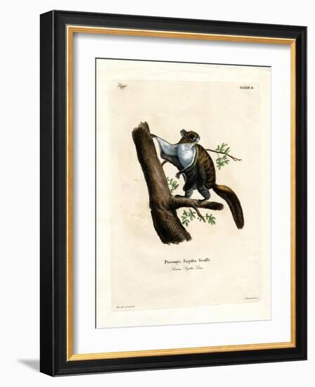 Javan Flying Squirrel-null-Framed Giclee Print