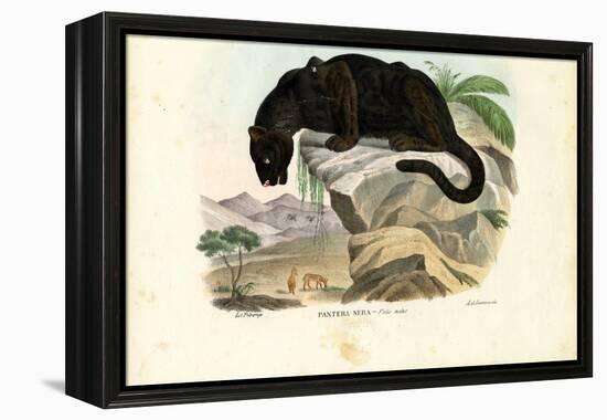 Javan Leopard, 1863-79-Raimundo Petraroja-Framed Premier Image Canvas