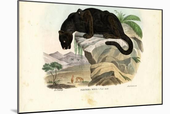 Javan Leopard, 1863-79-Raimundo Petraroja-Mounted Giclee Print