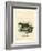 Javan Mongoose-null-Framed Giclee Print