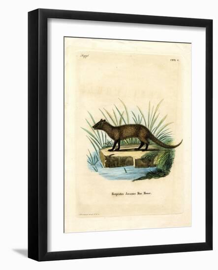 Javan Mongoose-null-Framed Giclee Print