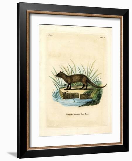 Javan Mongoose-null-Framed Giclee Print