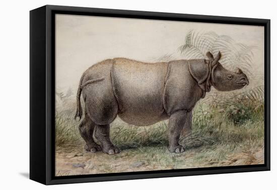 Javan Rhinoceros, 1874-Joseph Wolf-Framed Premier Image Canvas