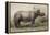 Javan Rhinoceros, 1874-Joseph Wolf-Framed Premier Image Canvas