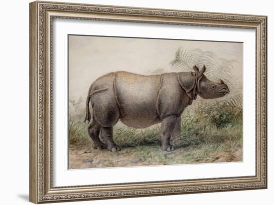 Javan Rhinoceros, 1874-Joseph Wolf-Framed Giclee Print