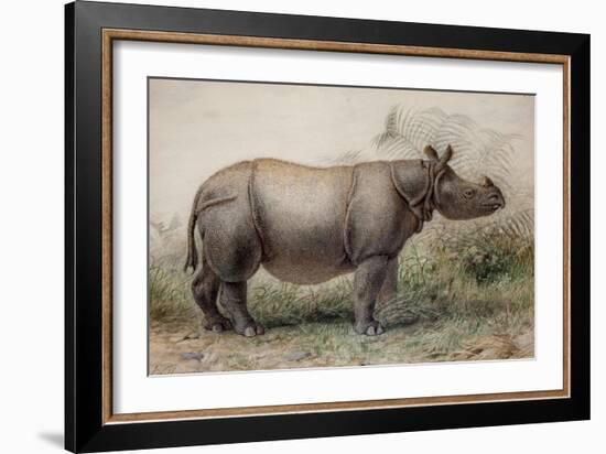 Javan Rhinoceros, 1874-Joseph Wolf-Framed Giclee Print