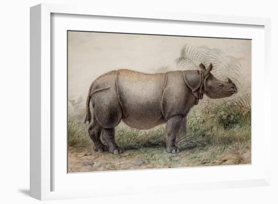 Javan Rhinoceros, 1874-Joseph Wolf-Framed Giclee Print