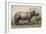 Javan Rhinoceros, 1874-Joseph Wolf-Framed Giclee Print