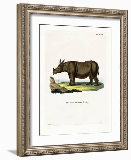 Javan Rhinoceros-null-Framed Giclee Print