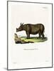 Javan Rhinoceros-null-Mounted Giclee Print