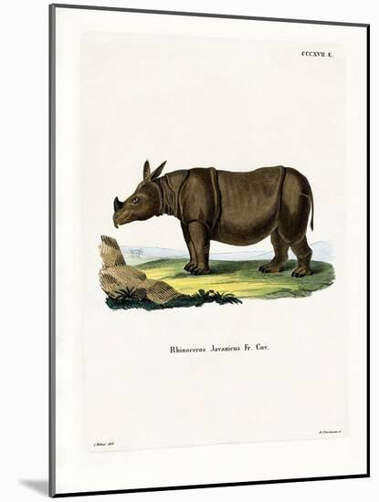 Javan Rhinoceros-null-Mounted Giclee Print