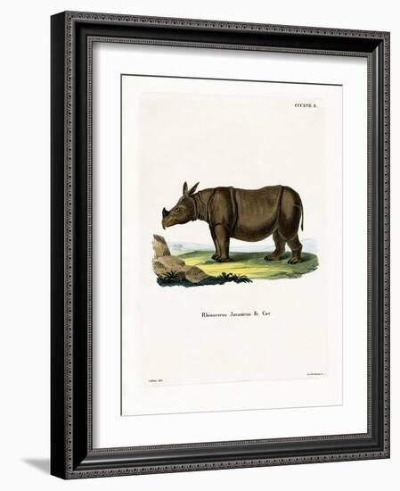 Javan Rhinoceros-null-Framed Giclee Print