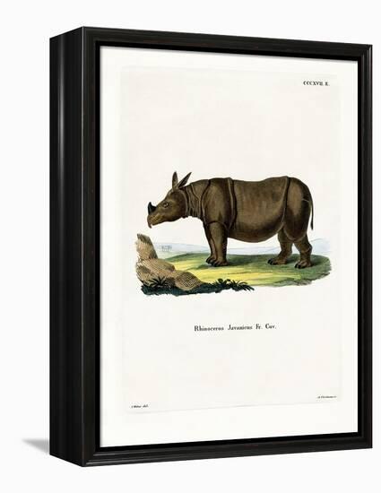 Javan Rhinoceros-null-Framed Premier Image Canvas