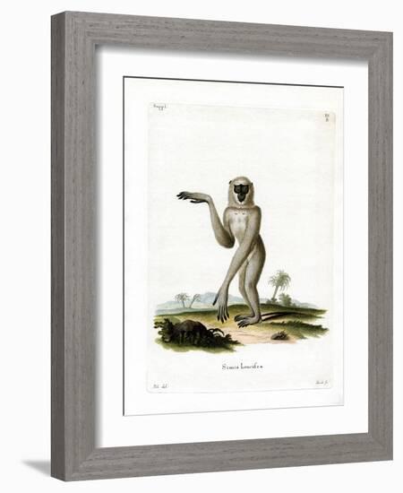 Javan Silvery Gibbon-null-Framed Giclee Print