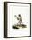 Javan Silvery Gibbon-null-Framed Giclee Print