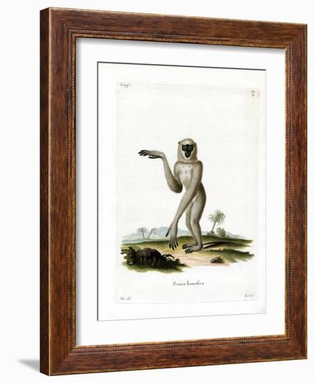 Javan Silvery Gibbon-null-Framed Giclee Print