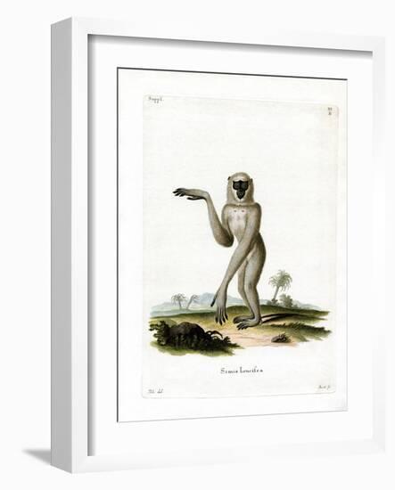 Javan Silvery Gibbon-null-Framed Giclee Print