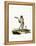 Javan Silvery Gibbon-null-Framed Premier Image Canvas