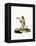 Javan Silvery Gibbon-null-Framed Premier Image Canvas