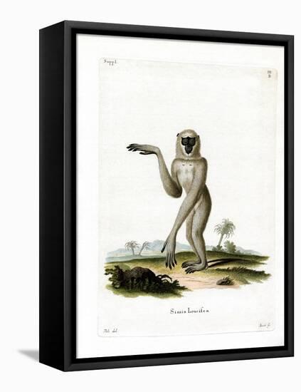 Javan Silvery Gibbon-null-Framed Premier Image Canvas