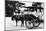 Javanese Horse Cab-null-Mounted Photographic Print
