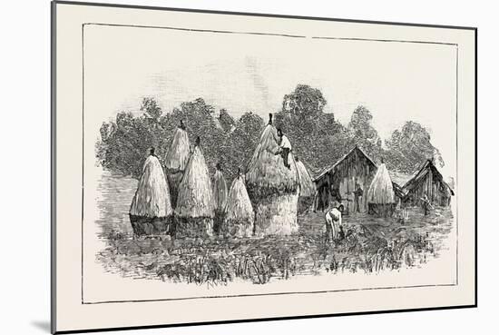 Javanese Labourers Stacking Rice-null-Mounted Giclee Print