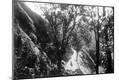 Photographic Print