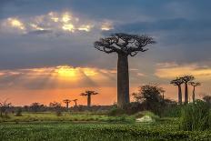 Sunrise over Avenue of the Baobabs, Madagascar-javarman3-Photographic Print