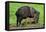 Javelina Mother with Young-null-Framed Premier Image Canvas