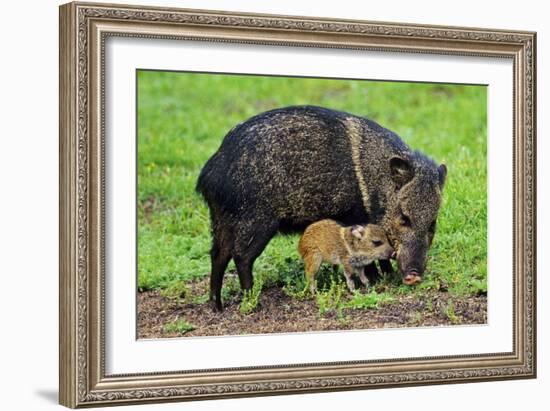 Javelina Mother with Young-null-Framed Photographic Print