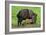 Javelina Mother with Young-null-Framed Photographic Print