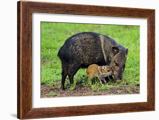 Javelina Mother with Young-null-Framed Photographic Print