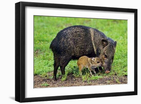 Javelina Mother with Young-null-Framed Photographic Print