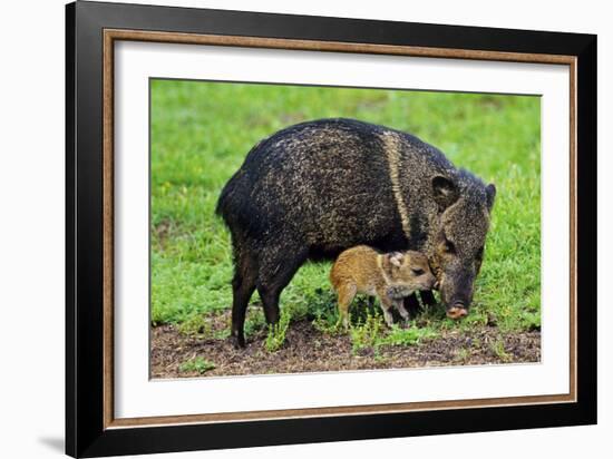 Javelina Mother with Young-null-Framed Photographic Print