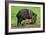 Javelina Mother with Young-null-Framed Photographic Print