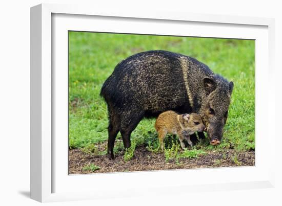 Javelina Mother with Young-null-Framed Photographic Print