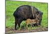 Javelina Mother with Young-null-Mounted Photographic Print