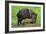 Javelina Mother with Young-null-Framed Photographic Print