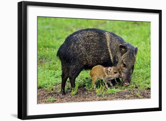 Javelina Mother with Young-null-Framed Photographic Print